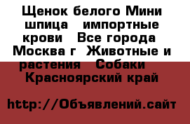 Щенок белого Мини шпица , импортные крови - Все города, Москва г. Животные и растения » Собаки   . Красноярский край